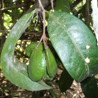 Quassia indica (Gaertn.) Noot.